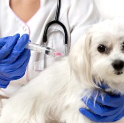 Detailed Vaccination Schedule for Poodles