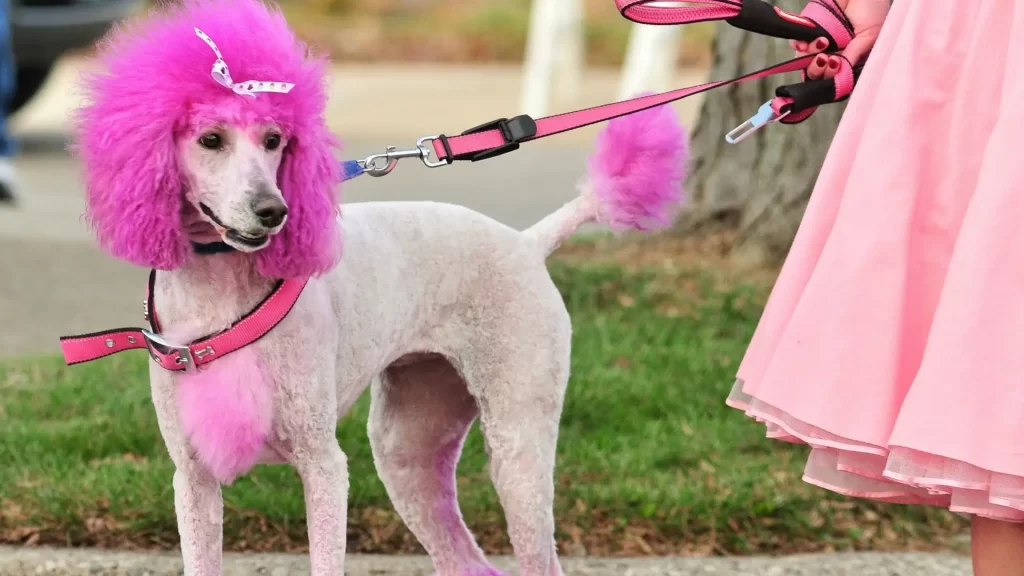Dog Fur Dyeing Safety Tips and Important Notes