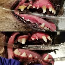 Yellow Teeth in Belgian Malinois Effective and Safe Treatment