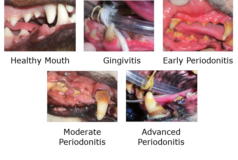 How to Recognize Early Signs of Tooth Decay in Your Poodle