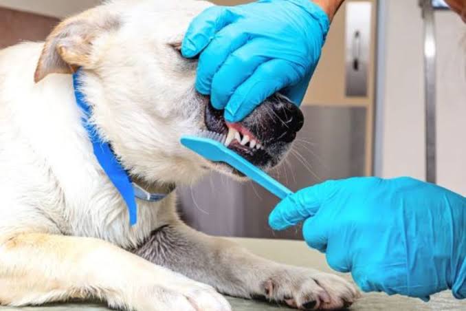 Pet Dental Care Complete Guide to Healthy Teeth and Gums