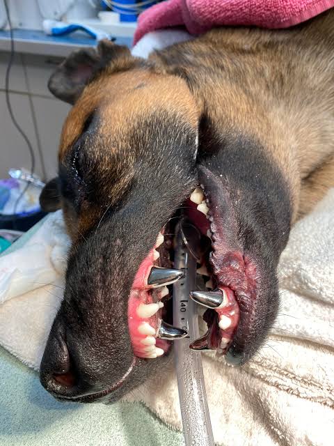 Yellow Teeth in Belgian Malinois Effective and Safe Treatment