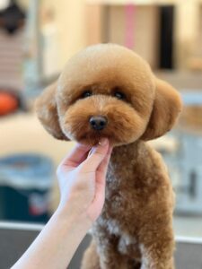 Asian Teddy (Asian Fusion)