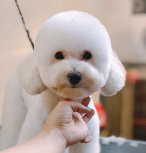Beautiful Poodle grooming styles