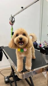 Puppy Cut