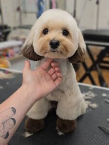 Teddy Bear Cut