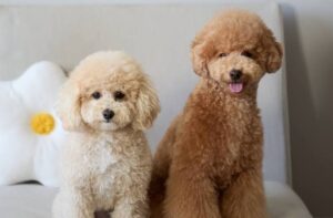 Asian Fusion Cut – Stylish and Modern