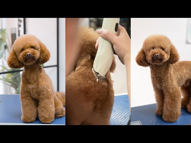 Asian Fusion Poodle Cut