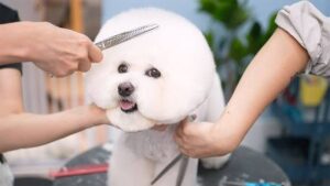 Fluffy Head Cut pet