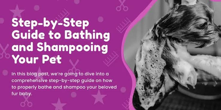 How to Bathe a Poodle