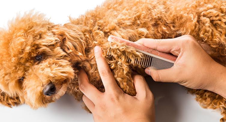 How to Brush a Poodle Step-by-Step Grooming Guide1