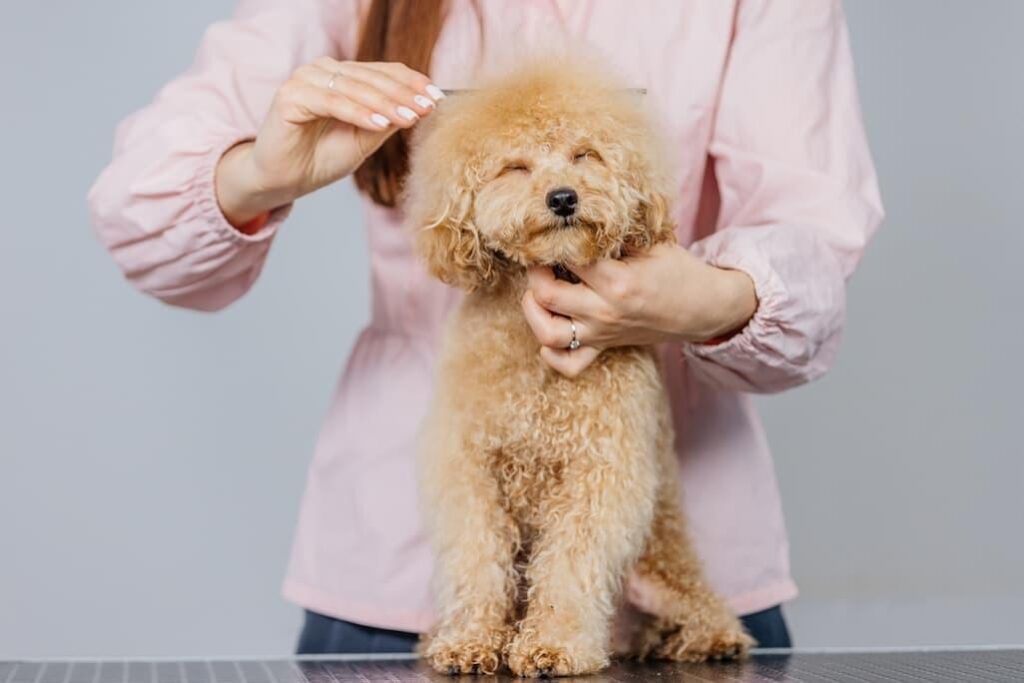 How to Brush a Poodle Step-by-Step Grooming Guide1