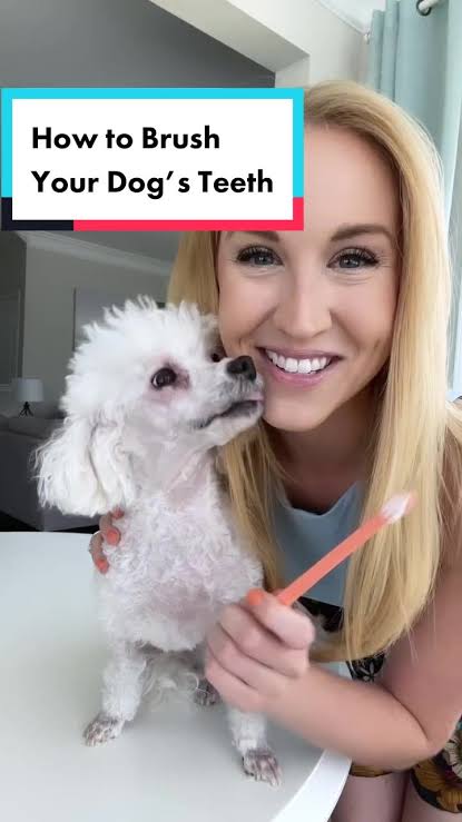 How to Clean a Poodle Teeth