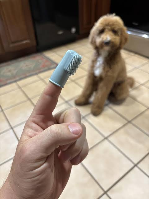 How to Clean a Poodle Teeth