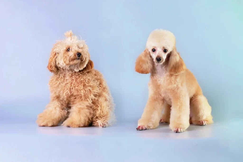 How to Dry a Poodle After Bathing