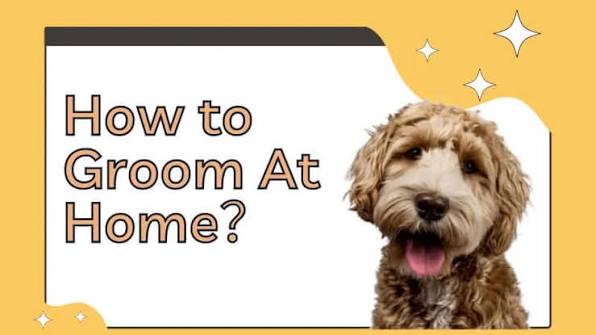 How to Groom a Poodle at Home