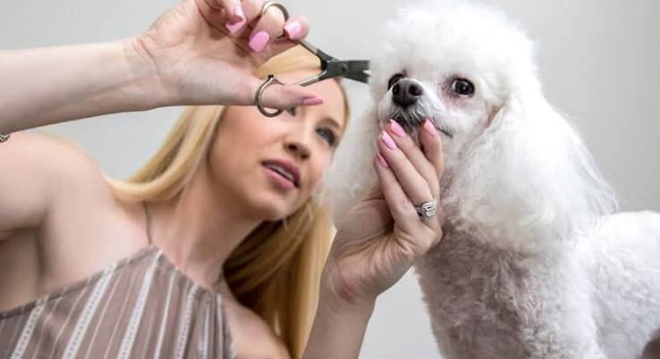 How to Groom a Poodle at Home