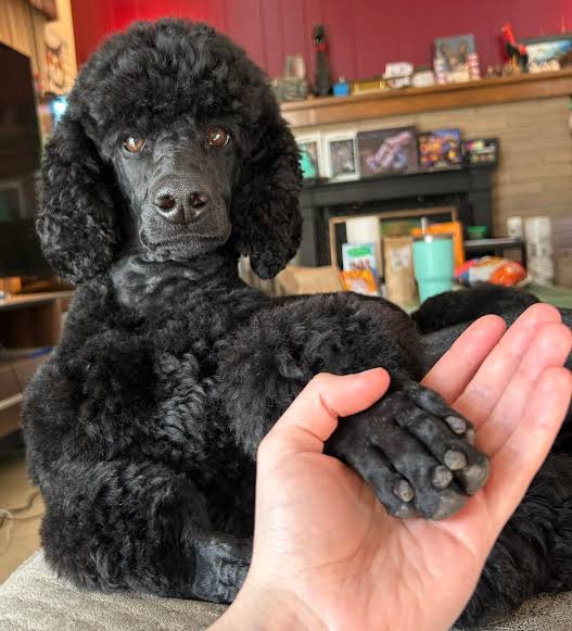 How to Trim a Poodle Nails