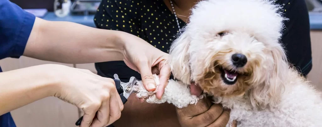 How to Trim a Poodle Nails