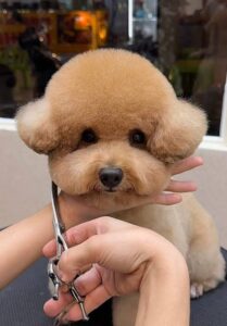 Korean Style Cut poodle