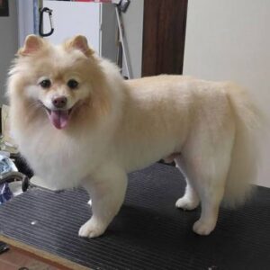 Lion Cut