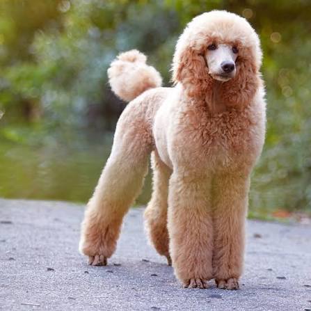 Long Fluffy Poodle Cut