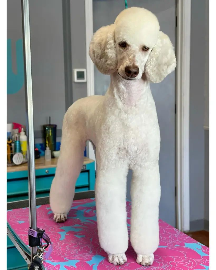 Modern Poodle Cut