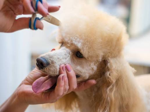 Poodle Coat Care Complete Guide to Healthy, Fluffy Fur