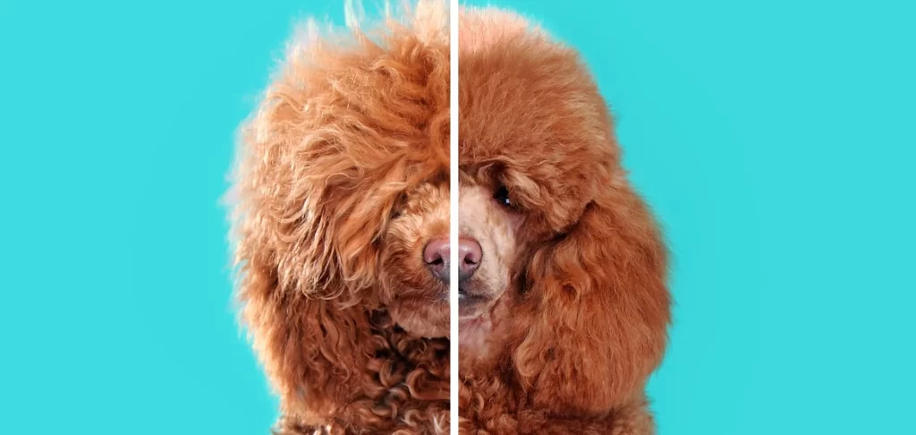 Poodle Coat Care Complete Guide to Healthy, Fluffy Fur