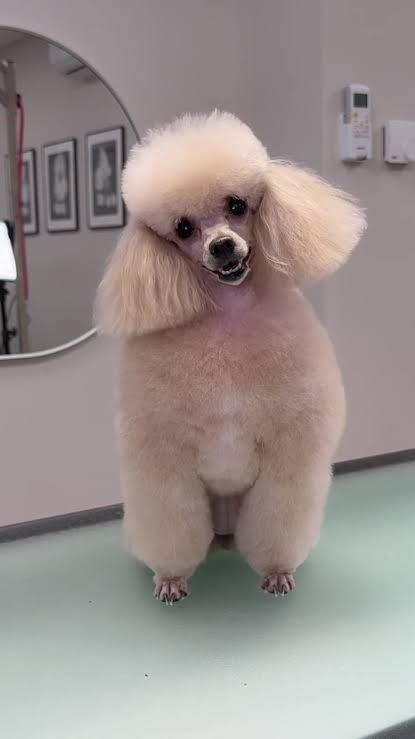 Poodle Lion Cut