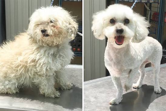 Poodle-Matting1