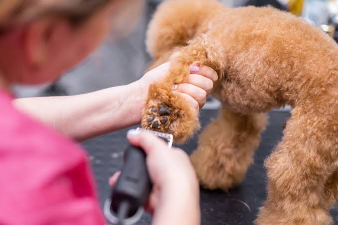 Poodle Paw Care