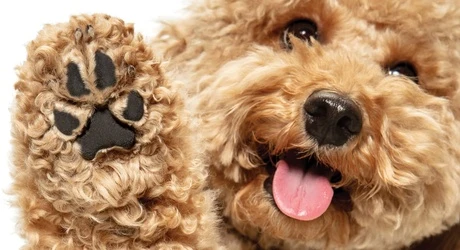 Poodle Paw Care