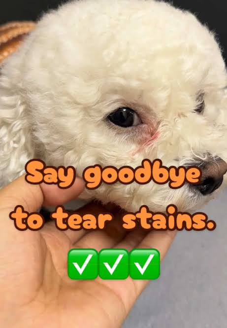 Poodle Tear Stains