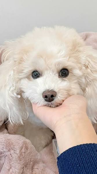 Poodle Tear Stains