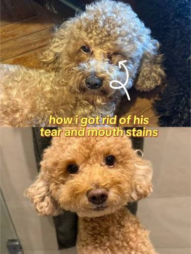 Poodle Tear Stains