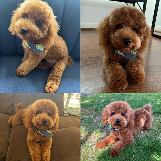 Poodle grooming mistakes
