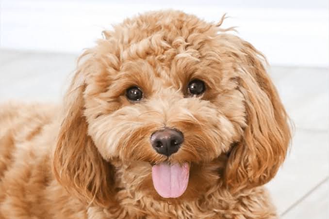 Puppy Cut