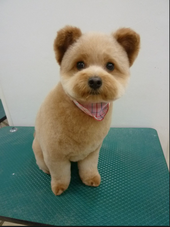 Puppy Cut