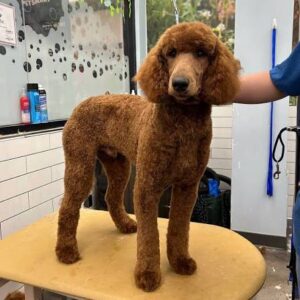 Puppy Face Cut poodle
