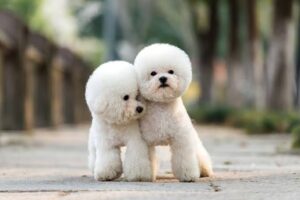 Puppy Face Cut poodle