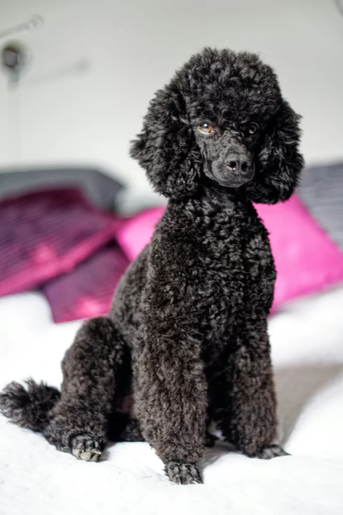 Short Poodle Haircut