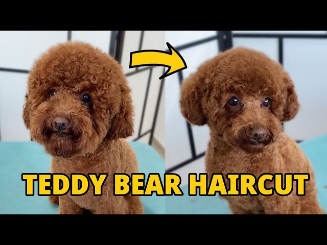 Teddy Bear Face Poodle Cut