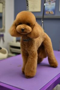 Teddy Bear Poodle Cut