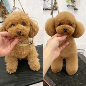 Teddy Bear Poodle Cut