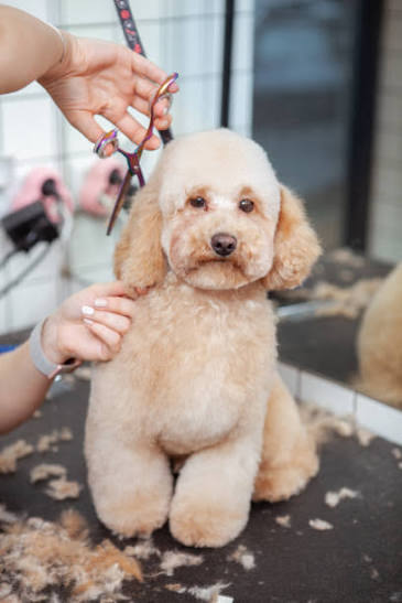 What Does a Puppy Cut Poodle Look Like