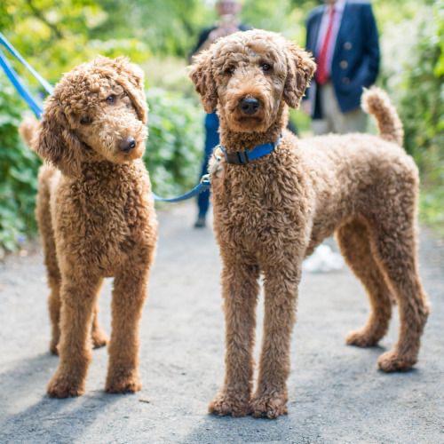 What Is a Puppy Cut for a Poodle
