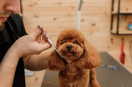 Why Is the Puppy Cut So Popular