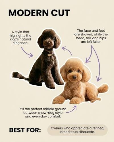 asian-fusion-vs-teddy-bear-poodle