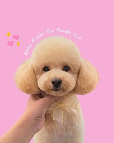 asian-fusion-vs-teddy-bear-poodle